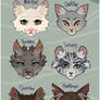 Windclan Medicine Cats