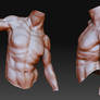 Male Anatomy Study