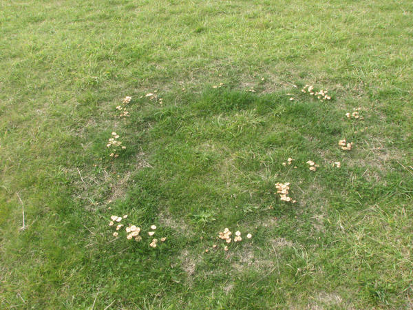 Fairy Ring