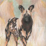 African Painted Dog. . .