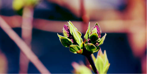 Early Bloom