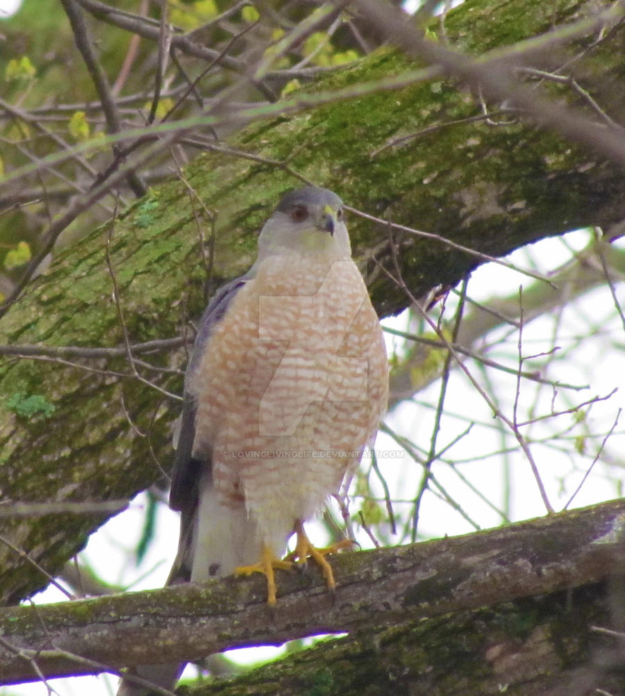 Sparrowhawk