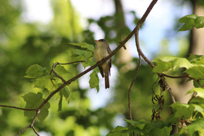 Eastern Wood Peewee