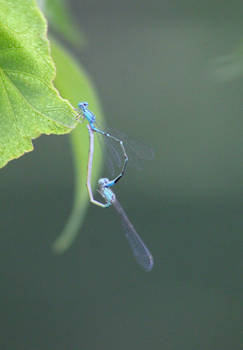 Damselflies Getting Freaky