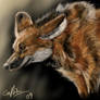 Maned Wolf