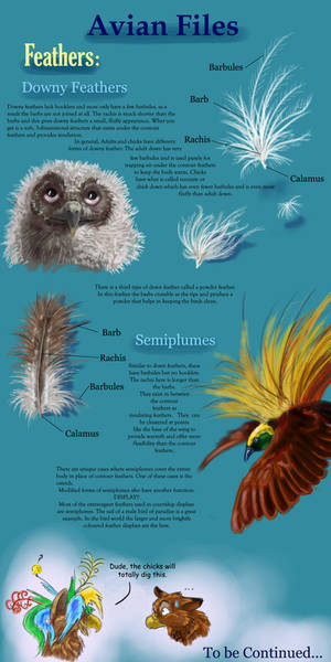 Avian files: Feathers II