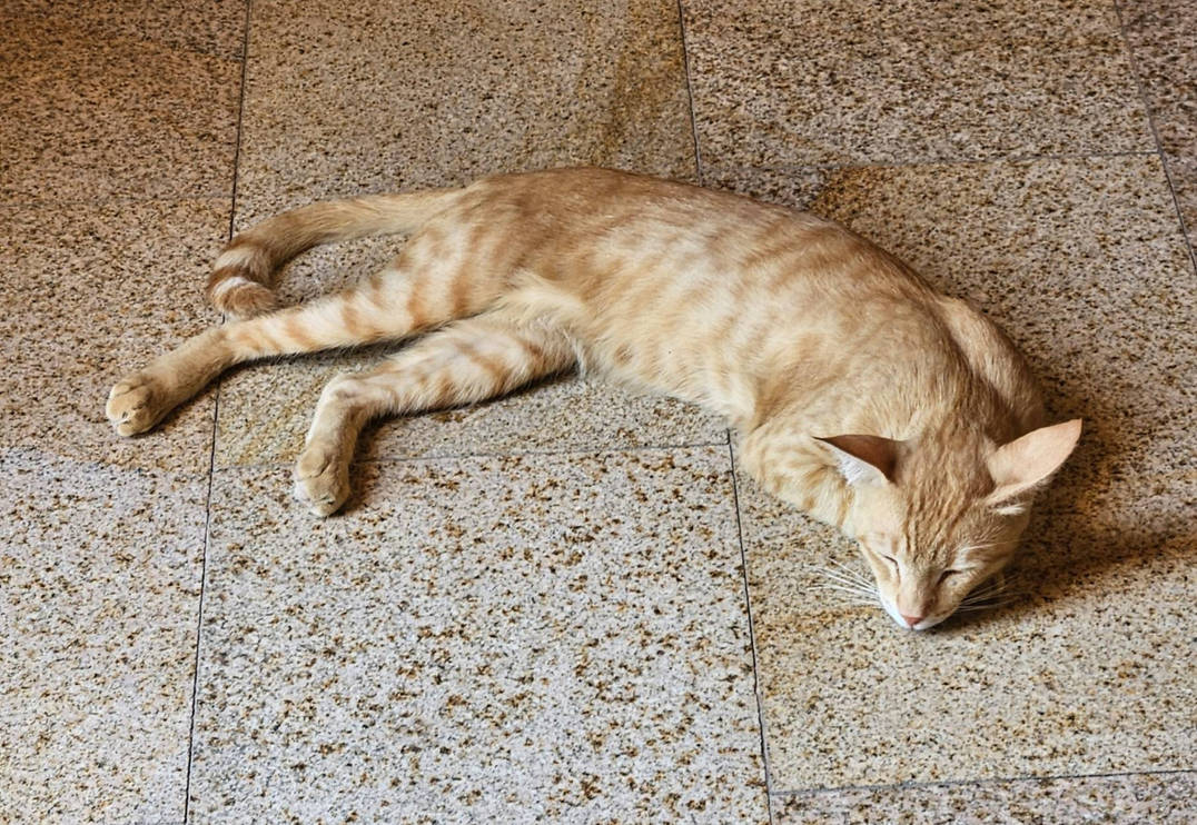 cat laying down by SarahAdams11 on DeviantArt