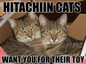 Hitachiin Cats