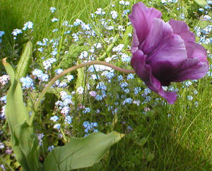 Grave Poppies