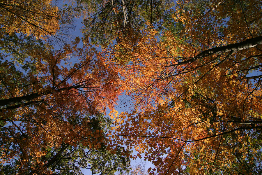 Backlit Leaves and Sky