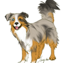 Australian Shepherd