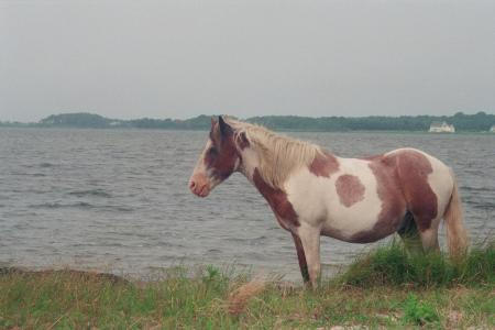 pony by the ocean