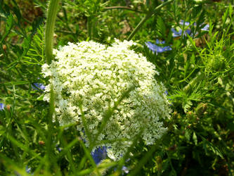 queen ann's lace