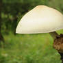 Fairy mushroom