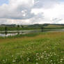 A field with flowers