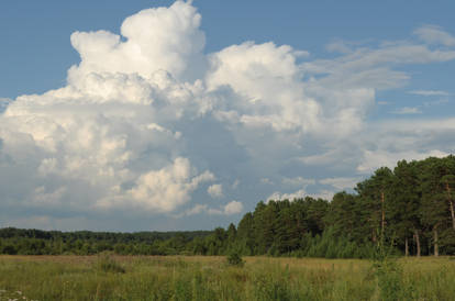 The sky and the little forest