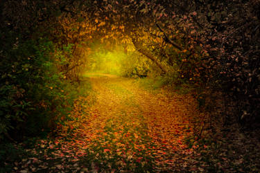 Autumn forest and mysterious path between trees