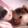 Sweet Little Kittens 11