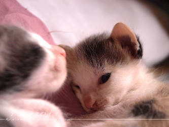 Sweet Little Kittens 11