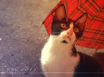 a cat's interest in umbrella 07 by ariellemika12