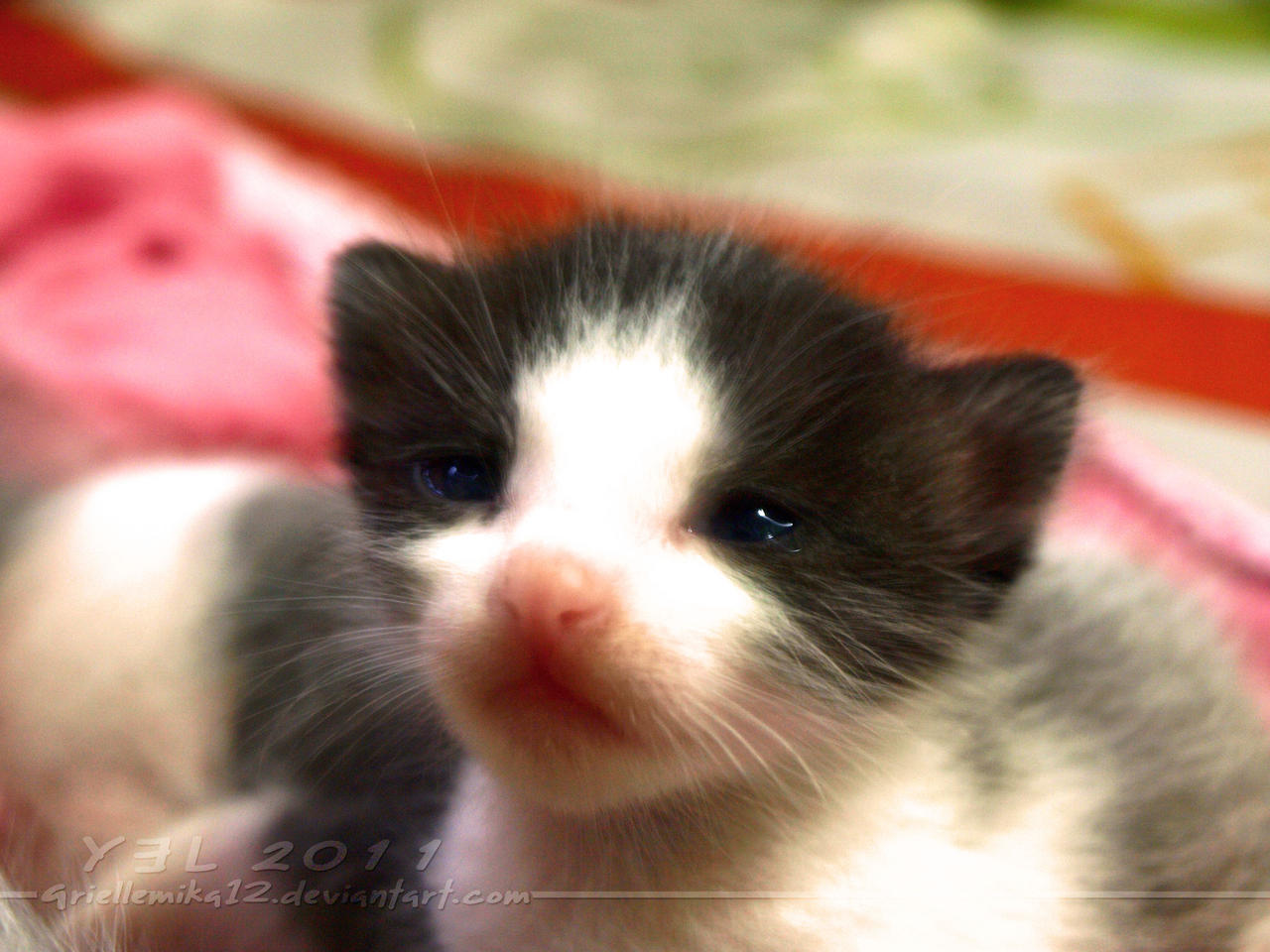 Sweet Little Kittens 08