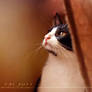 Cats and Curtains 05