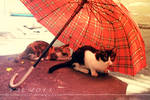 a cat's interest in umbrella 01 by ariellemika12