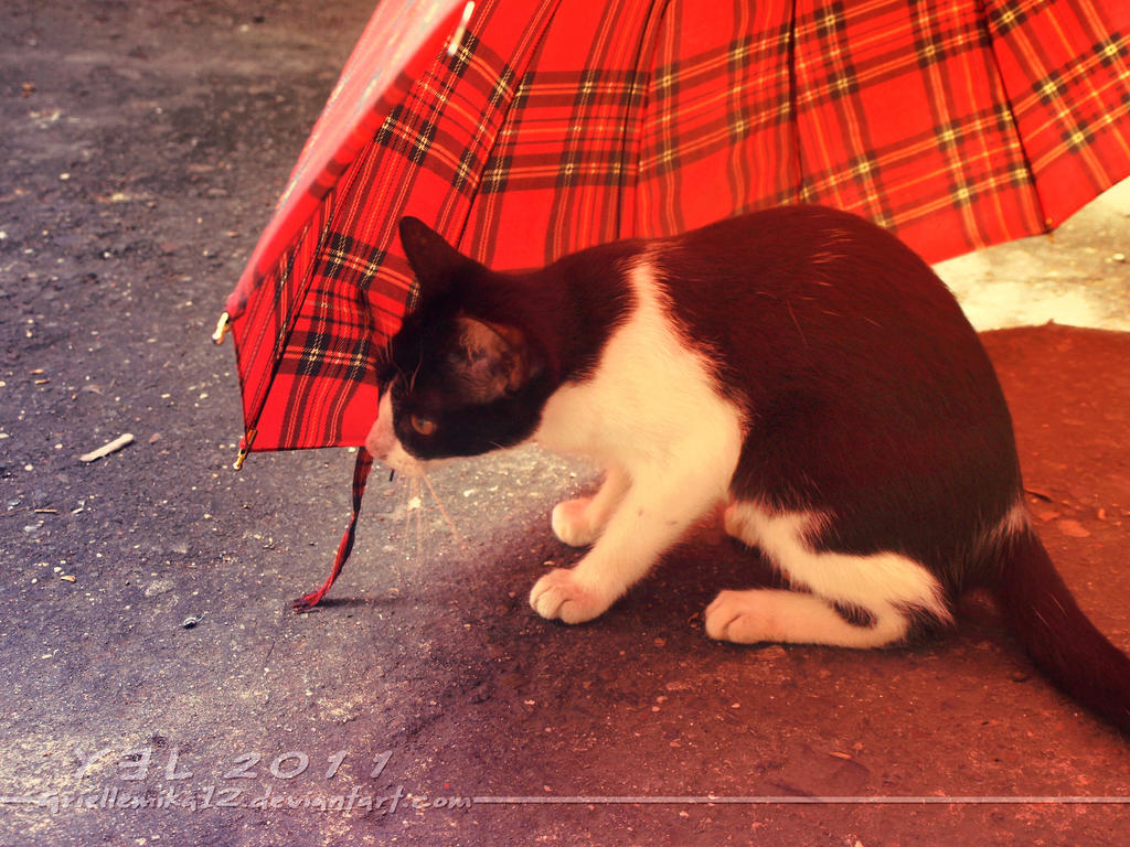 a cat's interest in umbrella 10