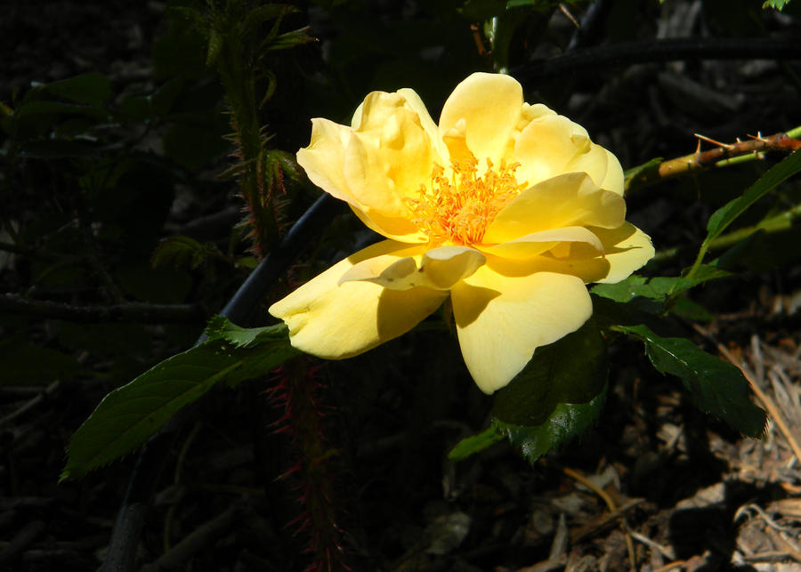 My Wild Yellow Rose by GradyArt on DeviantArt