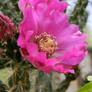 Cholla Rose