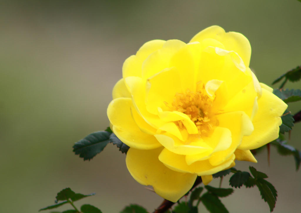 Single Yellow Rose