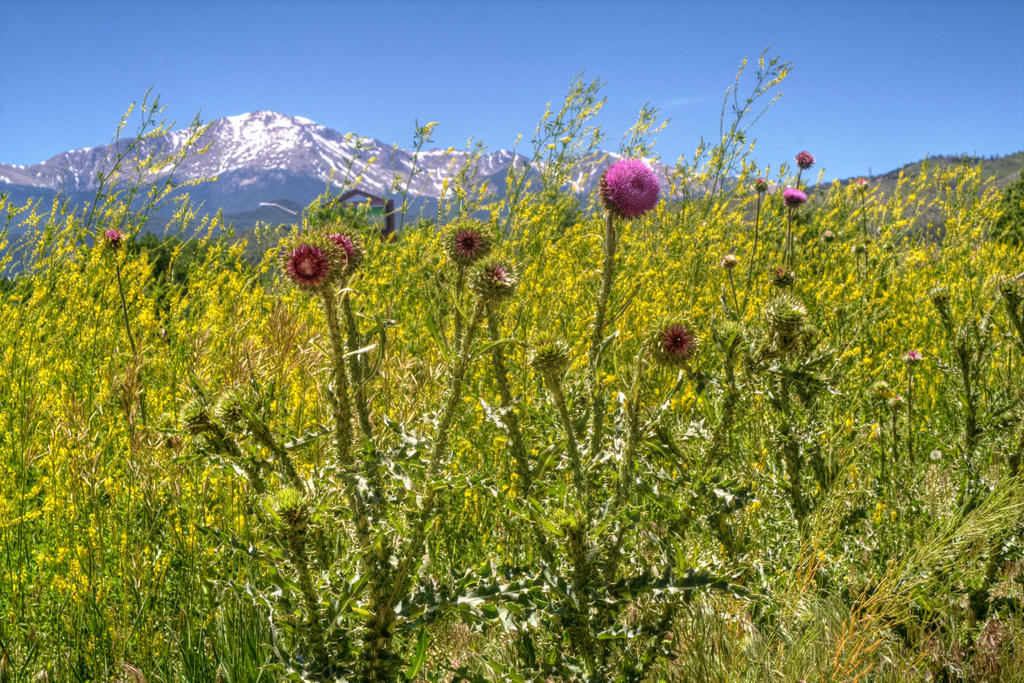 Thistles and Everything