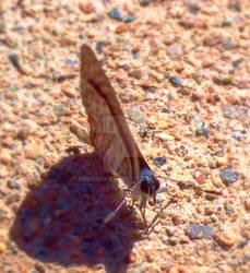 Close up butterfly