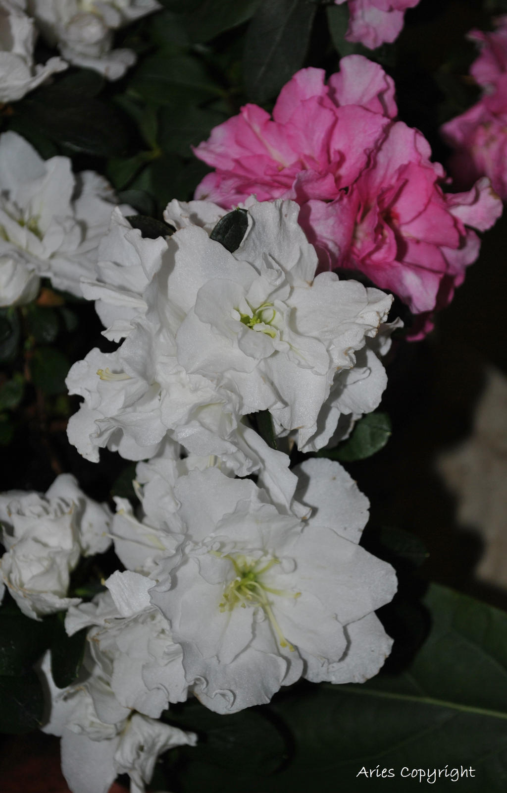 White azalea