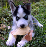 Husky puppy playing