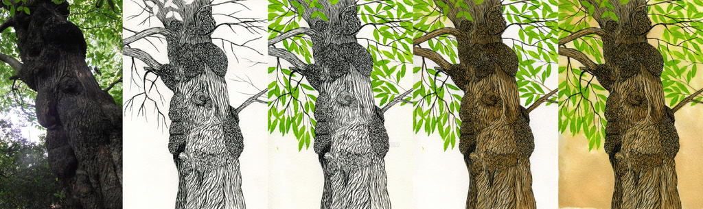 Tree Ents Deviantart Tree Ent progression by Nemophily on DeviantArt