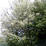 bird-cherry tree