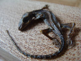 Mummified anole/gecko for sale or trade