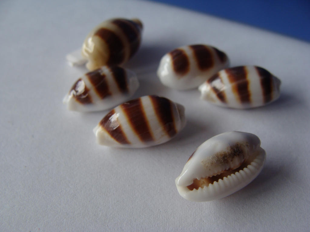 Cypraea Asellus FOR SALE