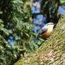 Eurasian Nuthatch