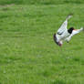 Oystercatcher vs Lapwing