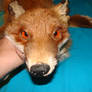 Red fox soft mount SOLD