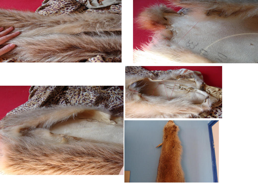 Pelt Making How to make a case 'skinned' pelt tutorial by Lot1rthylacine on DeviantArt