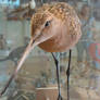 Texel: Mounted Black-tailed Godwit