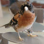 Texel: Mounted Brambling