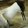 Texel: Mounted Sandwich Tern