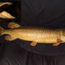 Mounted Northern Pike SOLD