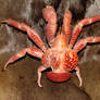 Coconut crab SOLD