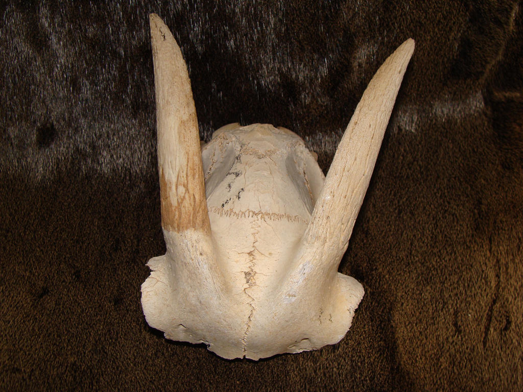 Goat skull cap up for sale