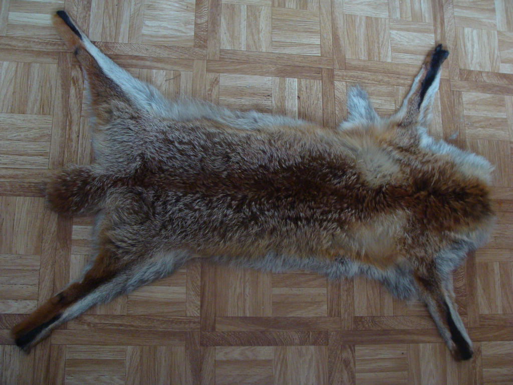 Craft-grade redfox pelt